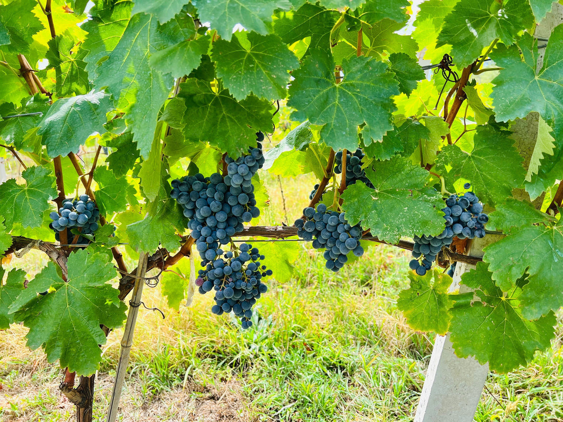 El vino de «Las gotas de Dios»: la guía de lo que ves en la serie